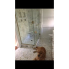 Bathroom with glass shower and Golden Retriever showcasing Calacatta Gold Mosaic Marble Tile