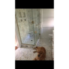Marble-tiled bathroom with glass shower and golden retriever showcasing Calacatta Gold trim